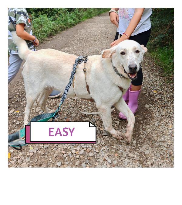 Splendida Labrador - EASY Foto 5